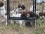springer spaniel puppies Carousel 6