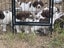 springer spaniel puppies Carousel 7