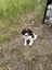 springer spaniel puppies Carousel 5