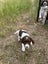 springer spaniel puppies Carousel 4