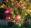 Solar Garden Lights,Colors Changing Butterflies And Fourteen DaisiesCombina Carousel 1