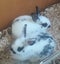 NETHERLAND DWARF BABY BUNNIES Carousel 1