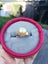 Brand New Golden South Sea Pearl Ring 10mm —— Free Gift *Clearance* Carousel 6