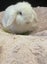 Purebred minilop bunnies Carousel 18