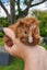 Abyssinian baby Guinea Pigs Carousel 3