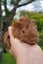 Abyssinian baby Guinea Pigs Carousel 4