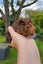 Abyssinian baby Guinea Pigs Carousel 5