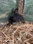 Netherland Dwarf Baby Rabbits Carousel 3