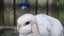 Mini Lop Breeding Pair (3.5 Years Old) + Handmade Cage Carousel 2