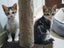 Beautiful kittens for free -friendly Carousel 2