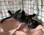 Beautiful Rescue Kittens Carousel 4