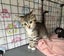 Beautiful Rescue Kittens Carousel 14