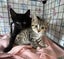 Beautiful Rescue Kittens Carousel 15
