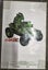 Gorillaz posters x5 Carousel 5