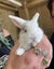 Baby Mini Lop Rabbits Carousel 1