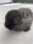 Mini lop bunnies Carousel 5