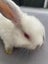 Mini lop bunnies Carousel 6