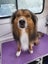 Border collie Stud Carousel 3