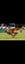 Border collie Stud Carousel 4
