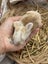 **Trained Mini Lop Bunny Rabbits & Care Package** Carousel 15