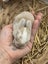 **Trained Mini Lop Bunny Rabbits & Care Package** Carousel 19