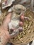 **Trained Mini Lop Bunny Rabbits & Care Package** Carousel 18