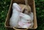 Mini Lop Bunnies (all female) Carousel 4