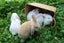 Mini Lop Bunnies (all female) Carousel 9