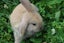 Mini Lop Bunnies (all female) Carousel 11