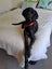 Free to a loving home a Labrador/German Short-haired Pointer Cross Carousel 3