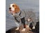Outdoor Large Dog Raincoat Sunscreen Reflective Jacket Pet Raincoat Hoodie Carousel 3