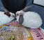 Pet Rabbits Bunny Rabbit Bunnies Mini lop Carousel 7