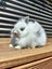Adorable Purebred Baby Bunnies Carousel 1