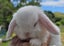 Purebred Mini Lop Baby Bunnies. Miniature Lops Available Carousel 2