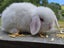Purebred Mini Lop Baby Bunnies. Miniature Lops Available Carousel 3