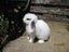 Mini Lop Rabbits Carousel 3