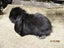 Mini Lop Rabbits Carousel 4