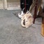 Bonded pair of rabbits Carousel 6