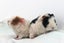Baby Guinea Pigs Carousel 6