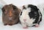 Baby Guinea Pigs Carousel 4
