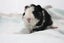 Baby Guinea Pigs Carousel 10