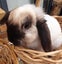 Pet Rabbits Bunny Rabbit Bunnies Mini lop Carousel 1
