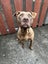 Cleo - Rehome by 10 Jan, Good with Other Dogs, Cats and Children Carousel 1