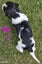 Pure breed Springer Spaniel Carousel 13