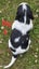 Pure breed Springer Spaniel Carousel 19