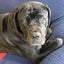 Pepzi - Cane Corso X - BOI Animal Rescue Trust Carousel 1