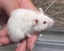 Male Mice Carousel 3