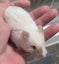 Male Mice Carousel 4