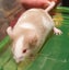 Male Mice Carousel 5