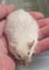 Male Mice Carousel 6